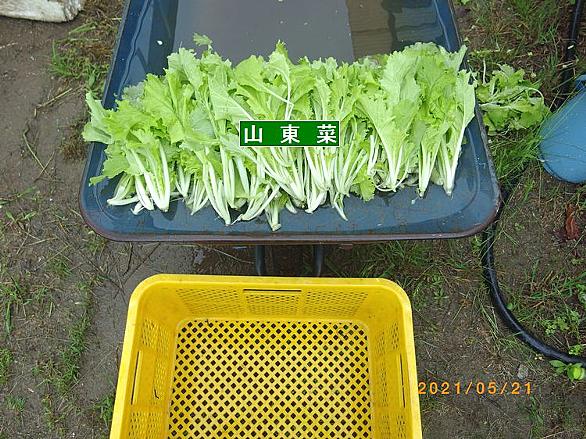 山東菜とは 食の人気 最新記事を集めました はてな 山東菜とは 食の人気 最新記事を集めました はてな