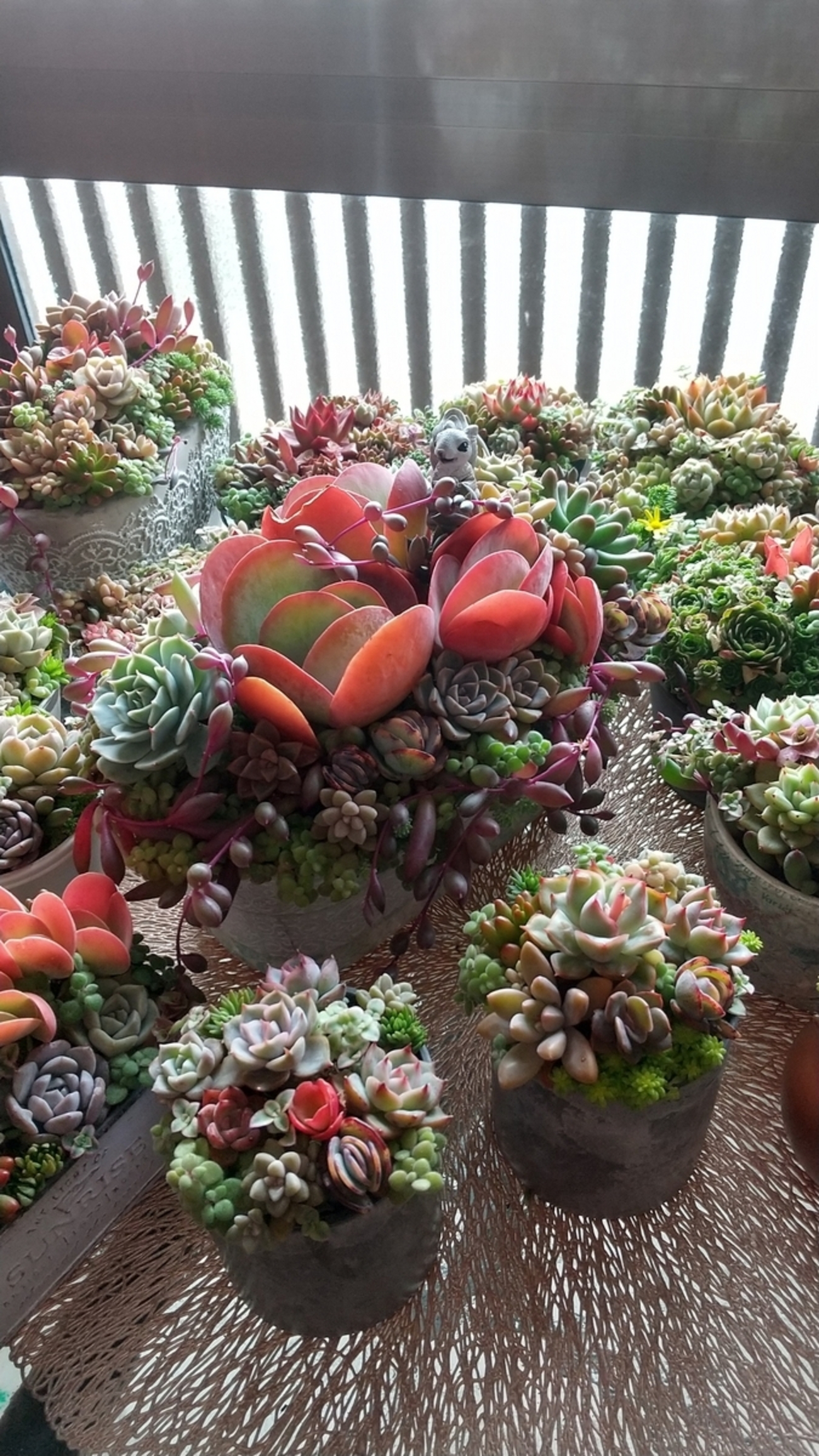 backend=imagemagick;version=1;