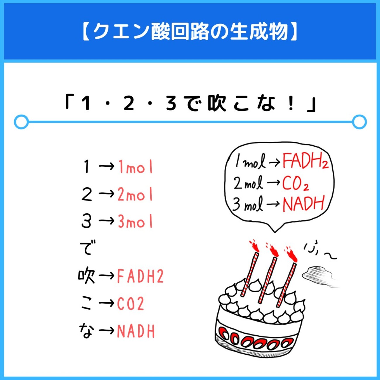 クエン 酸 回路