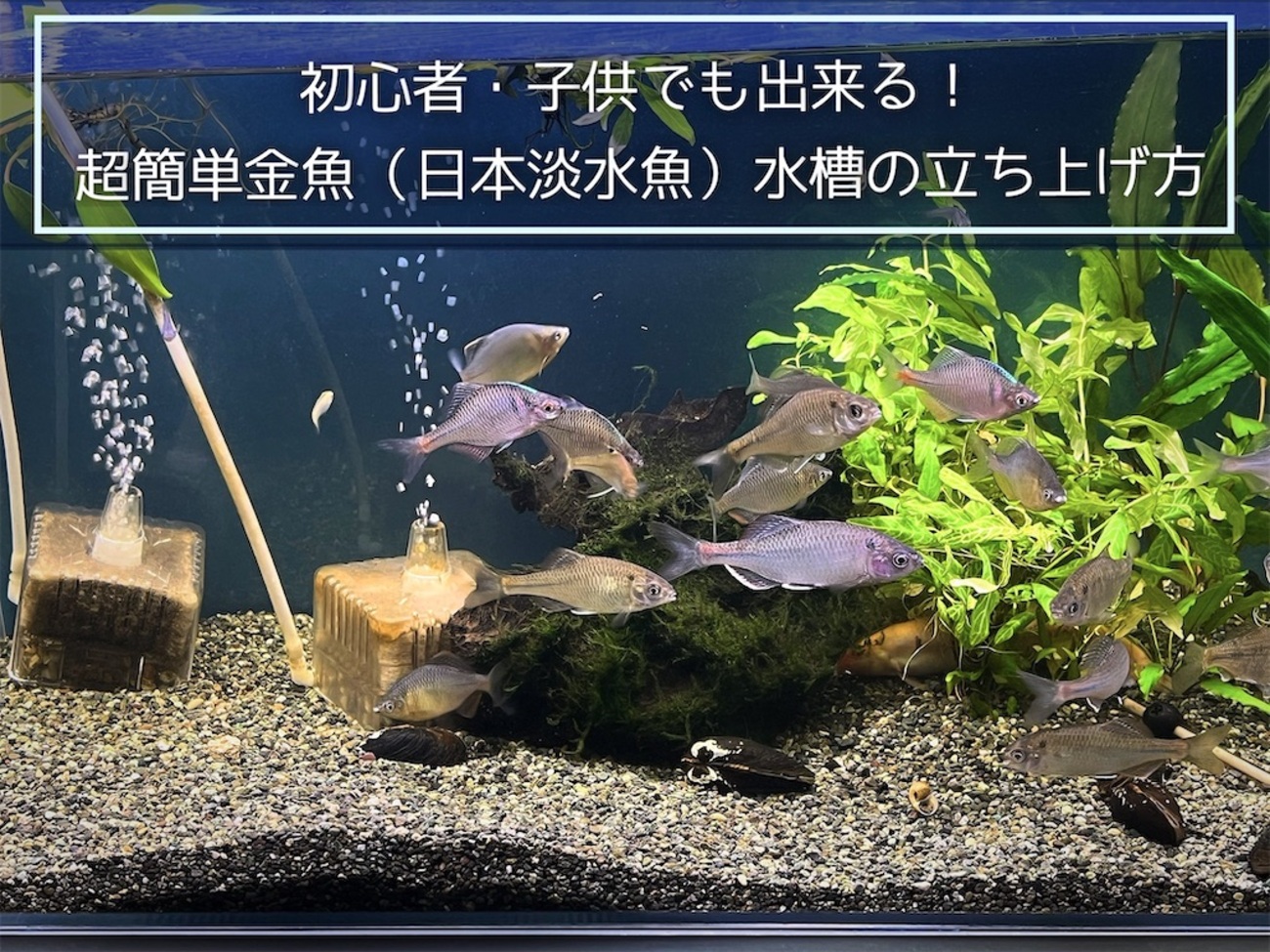 aquarium 初心者・子供でも出来る！超簡単金魚（日本淡水魚）水槽の作り方 - たなごGo！