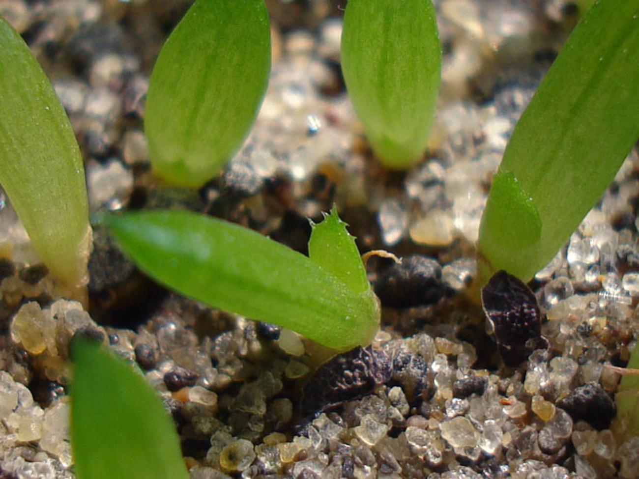 少しだけ特徴が見えてきた実生ハオルチア - 石と多肉植物