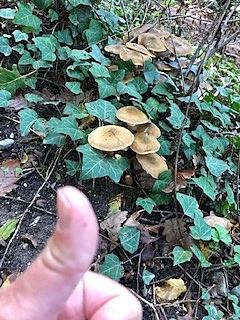 毒キノコとは 動植物の人気 最新記事を集めました はてな 毒キノコとは 動植物の人気 最新記事を集めました はてな