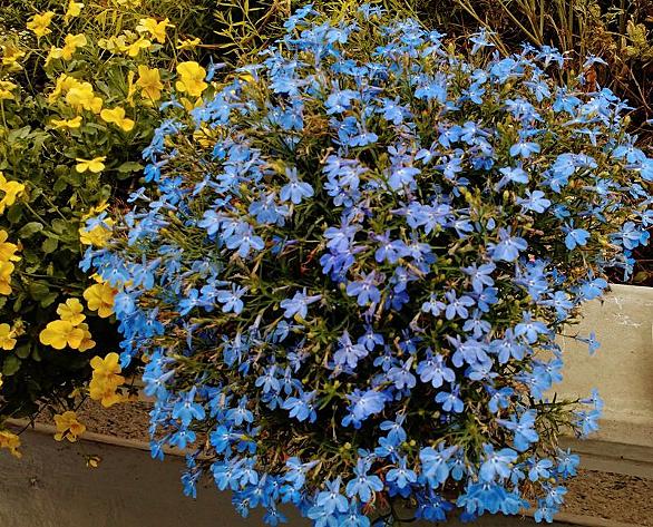 ロベリアとは 動植物の人気 最新記事を集めました はてな ロベリアとは 動植物の人気 最新記事を集めました はてな