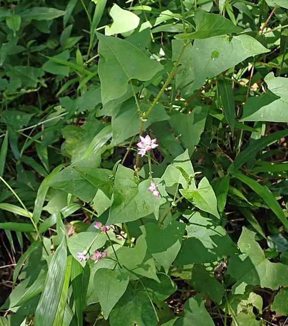 ママコノシリヌグイとは 動植物の人気 最新記事を集めました はてな