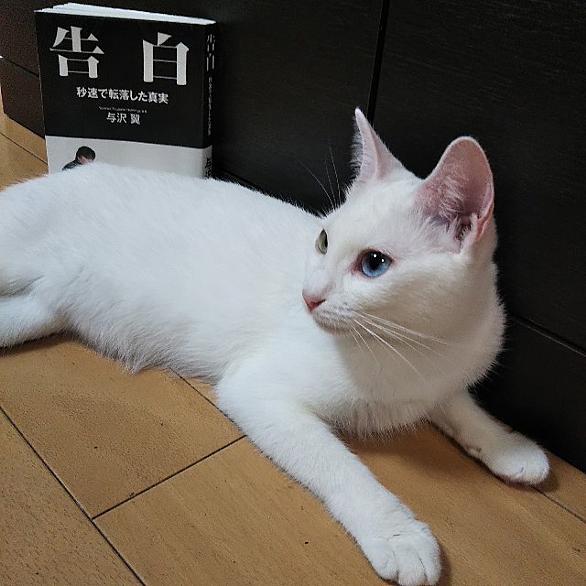 ネオヒルズ族とは ウェブの人気 最新記事を集めました はてな