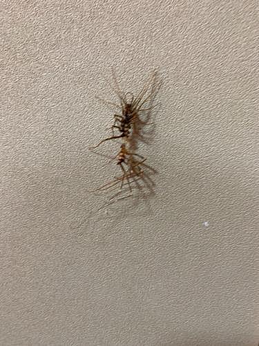ゲジゲジとは 動植物の人気 最新記事を集めました はてな