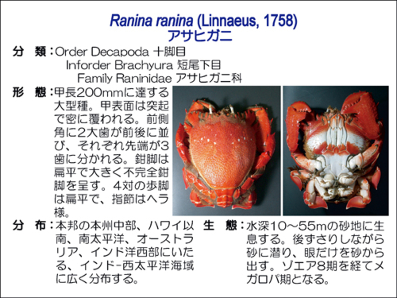 backend=imagemagick;version=1;