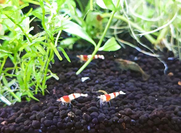 レッドビーシュリンプとは 動植物の人気 最新記事を集めました はてな