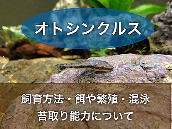 オトシンとは 動植物の人気 最新記事を集めました はてな オトシンとは 動植物の人気 最新記事を集めました はてな