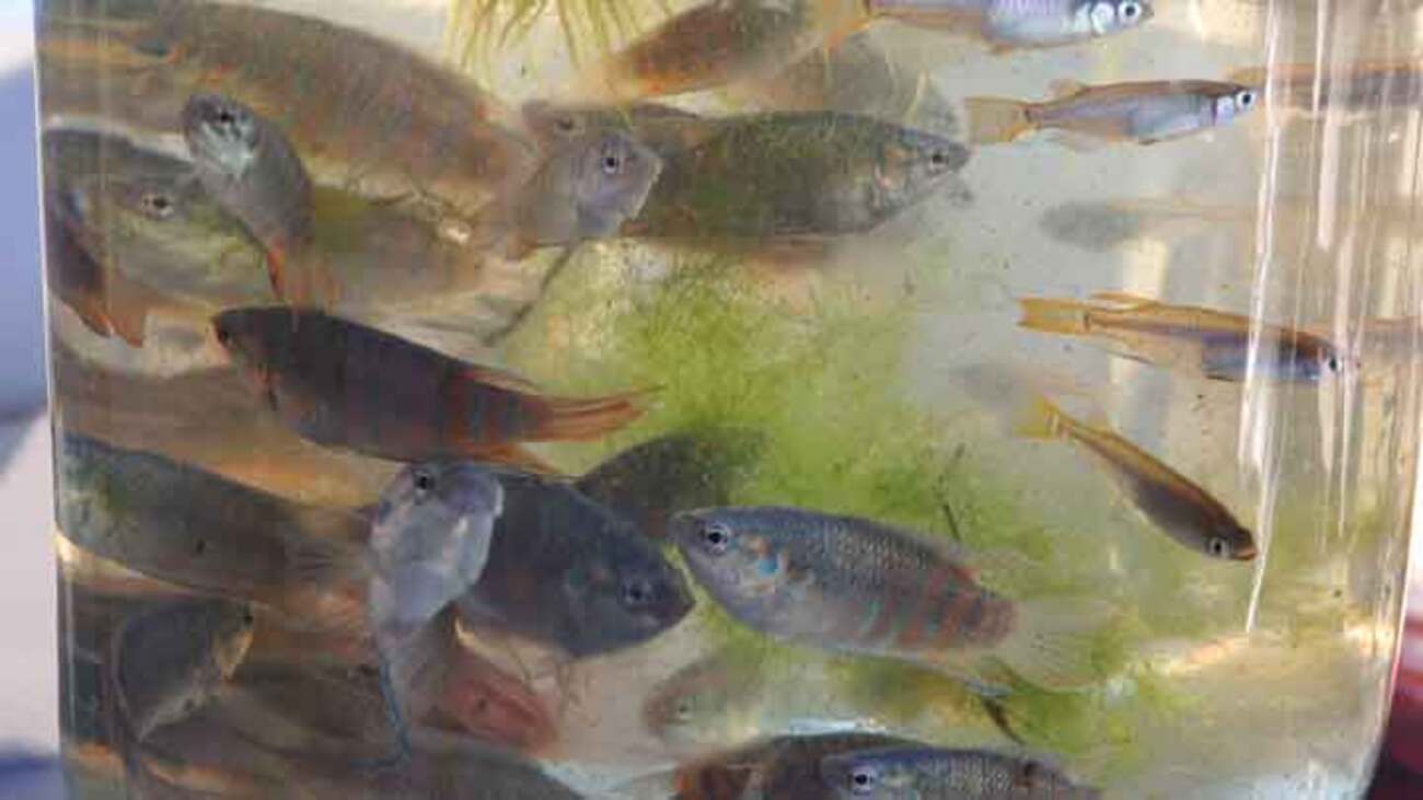 パラダイスフィッシュ大量！！ - TROPICAL FISHな気分