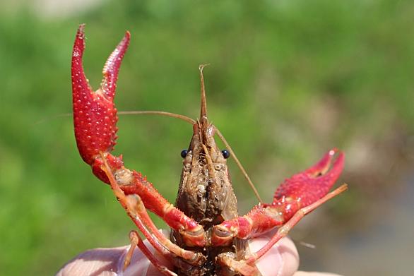 アメリカザリガニとは アートの人気 最新記事を集めました はてな アメリカザリガニとは アートの人気 最新記事を集めました はてな