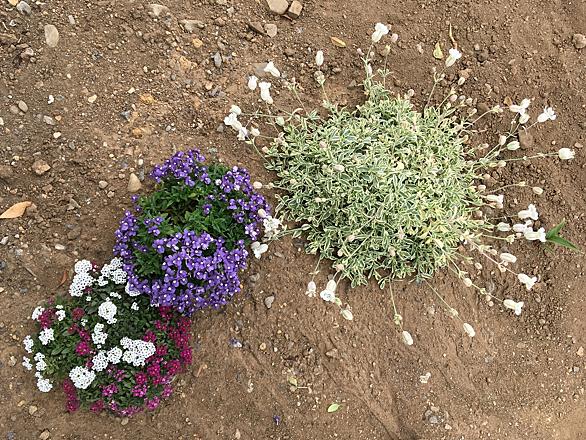 アリッサムとは 動植物の人気 最新記事を集めました はてな
