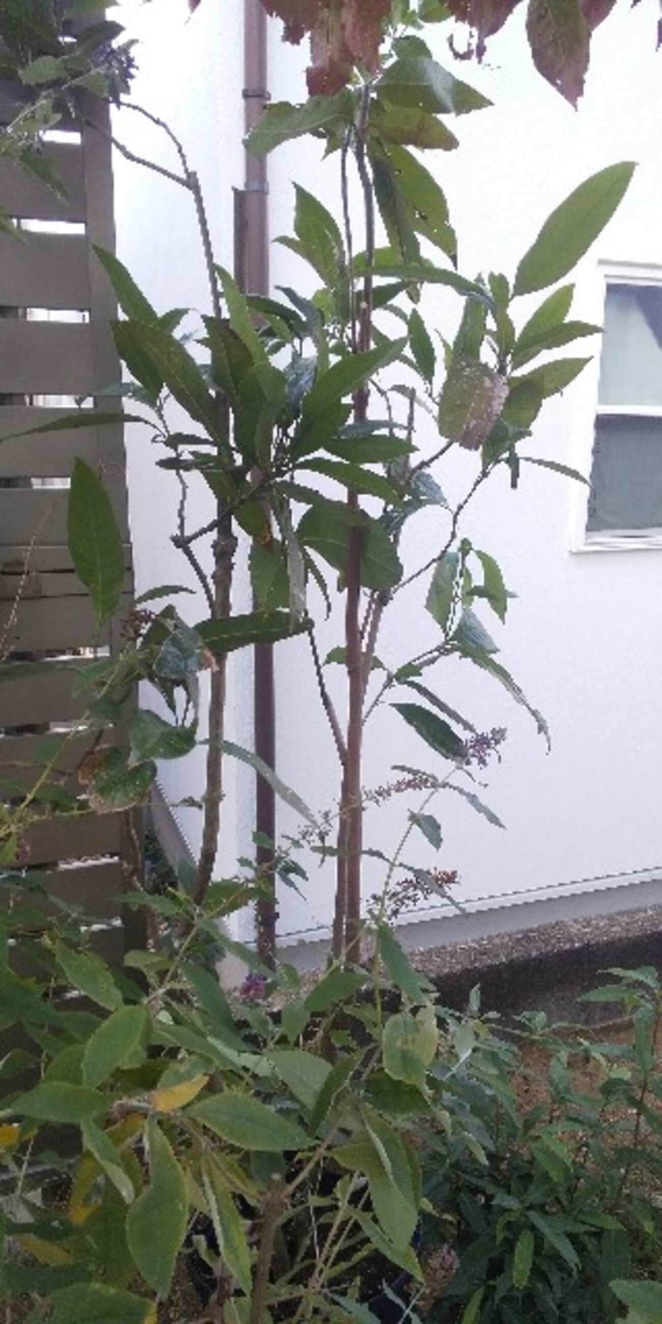 トキワレンゲ白玉木蓮植木