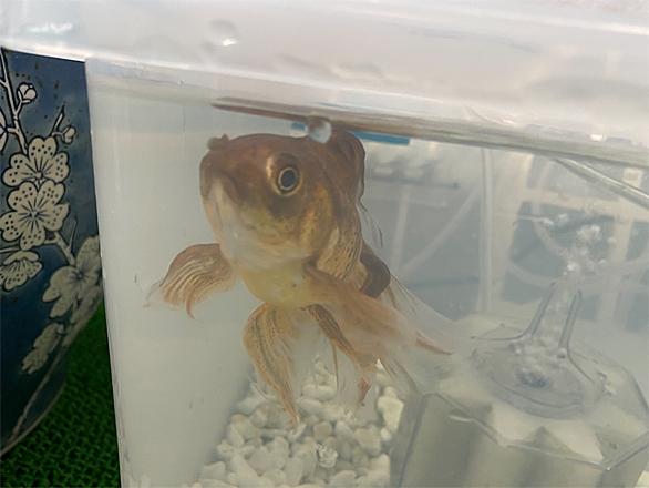 金魚とは 動植物の人気 最新記事を集めました はてな