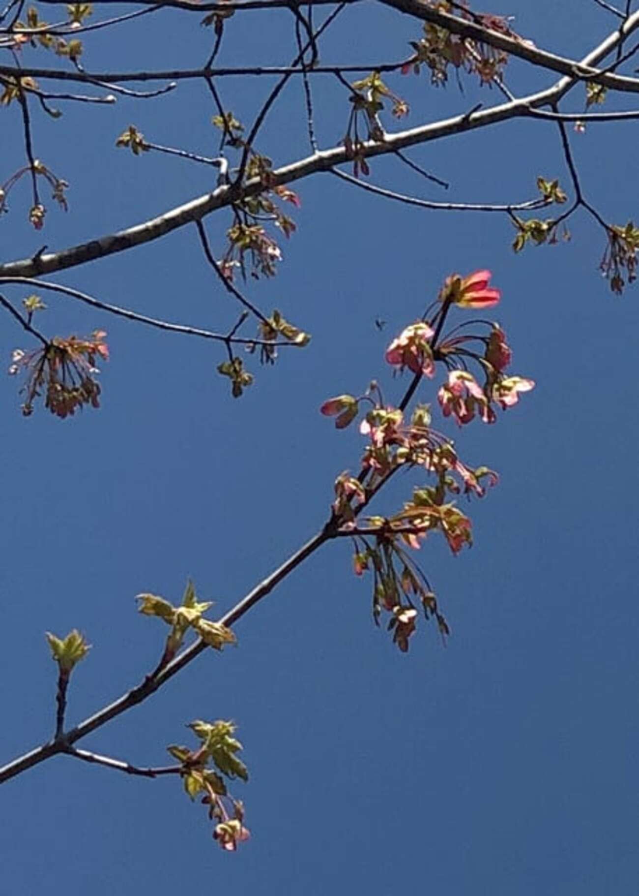ハナノキの雌花はとっくに咲いていた - 別館・アルママの気まぐれ日記