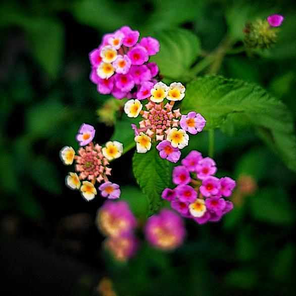ランタナとは 動植物の人気 最新記事を集めました はてな
