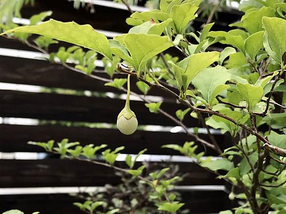 ジギタリスとは 動植物の人気 最新記事を集めました はてな