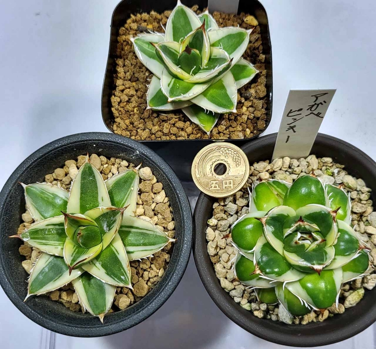 Agave 