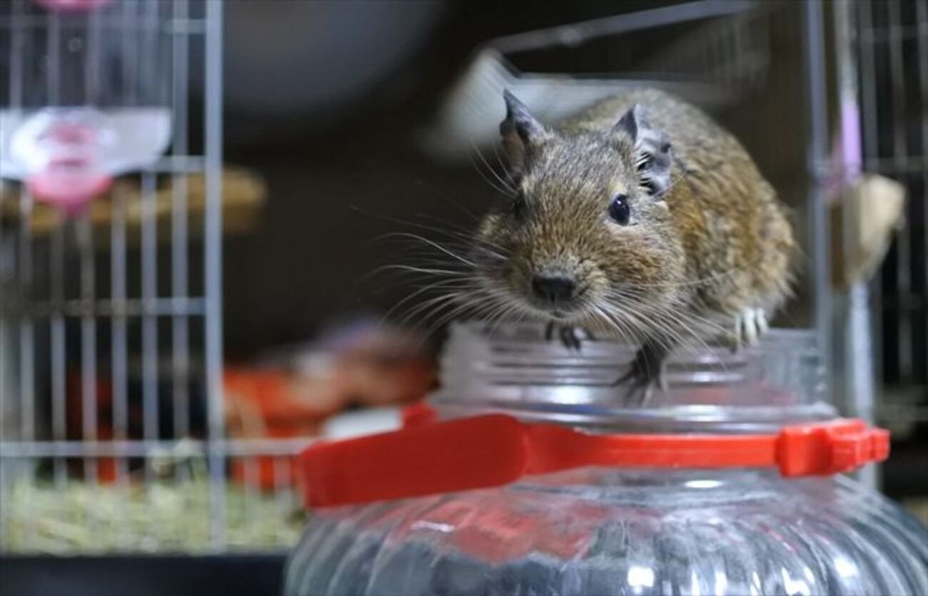 デグー用品！飼育をはじめる前に知っておきたい用意すべきデグーグッズ