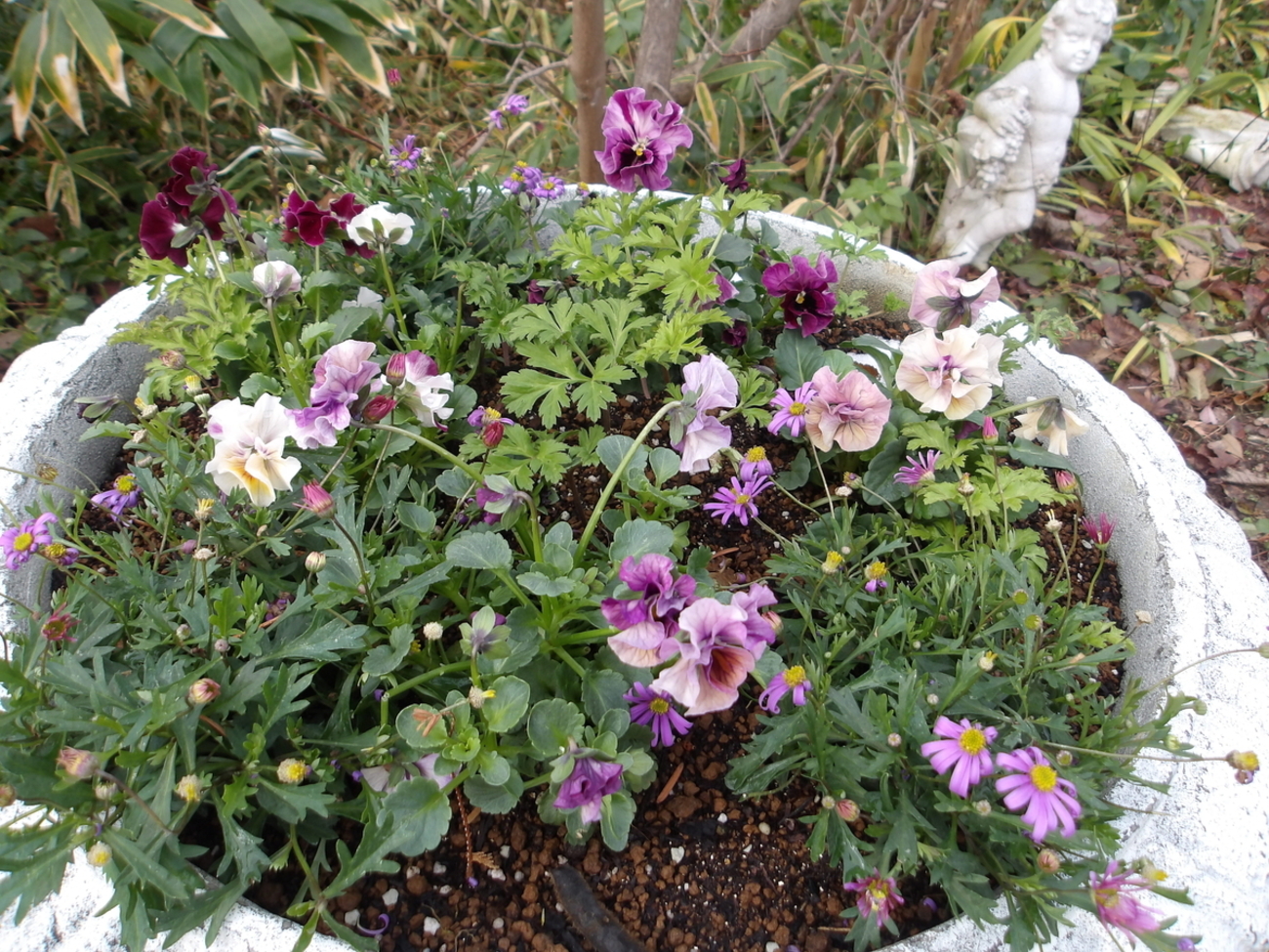 苗植え替え完了 - chiisanamoriの日記