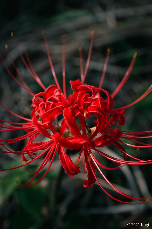 彼岸花とは 動植物の人気 最新記事を集めました はてな