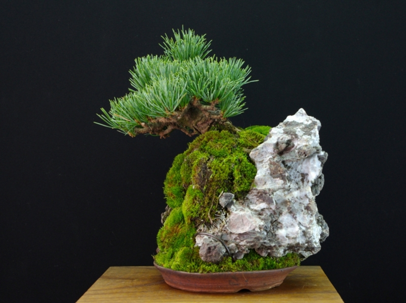 石付き盆栽の魅力 - BONSAI-LABO（盆栽ラボ）凜 係の者の日記