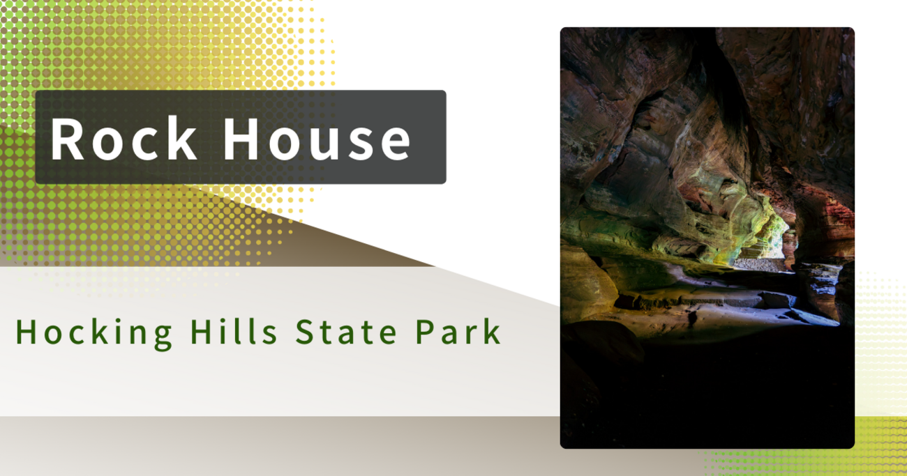 a*.様 house on the hill 昆虫　レギンス HUIS in house］ストレッチ天竺SUVIN COTTONレギンス（ブラック