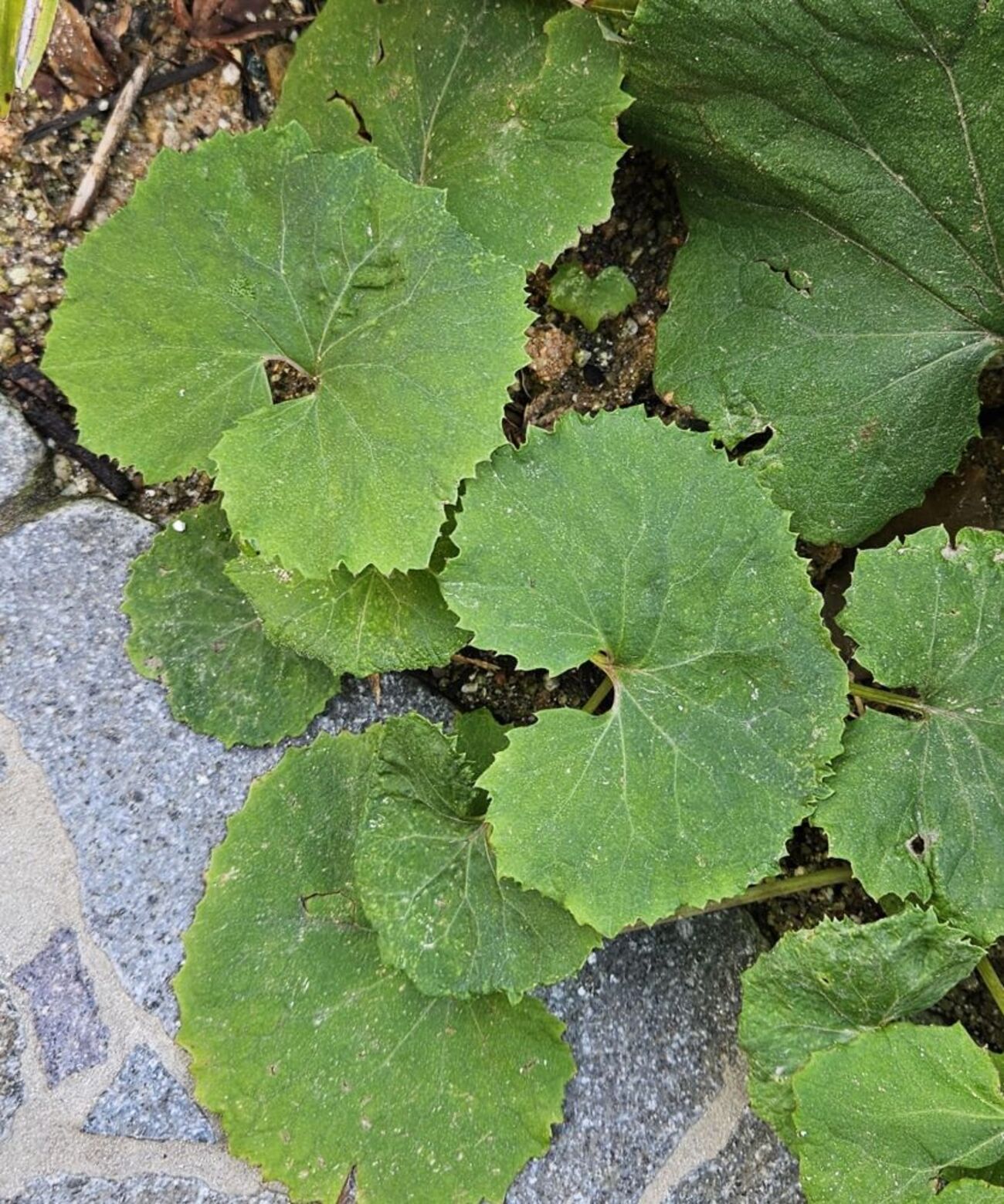 「冬の庭」1月に繁っている常緑下草～円い葉編～ - 庭と家