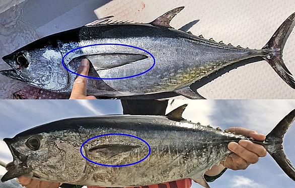 コシナガマグロとは 動植物の人気 最新記事を集めました はてな