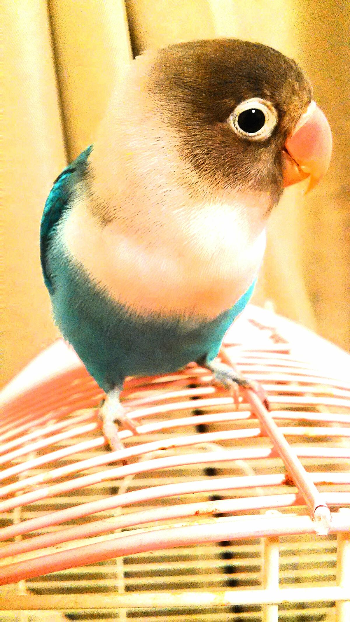 インコまとめ