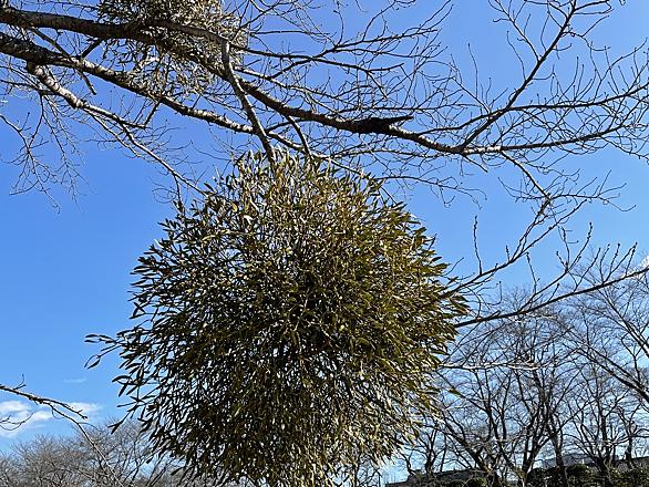 ヤドリギとは 動植物の人気 最新記事を集めました はてな