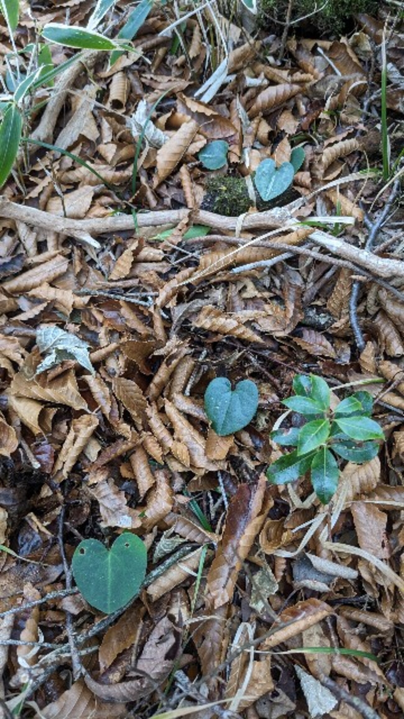 backend=imagemagick;version=1;