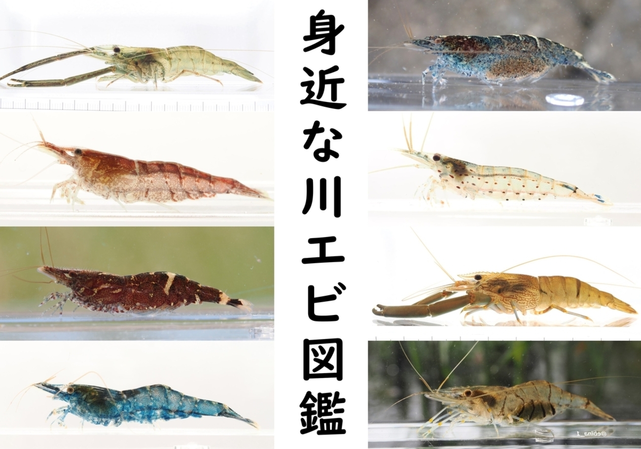 福ちゃん　◇◆掛け軸　10匹エビの図 今野可啓 春 | 掛軸(掛け軸)販売／表装ご依頼は掛軸いっぷく
