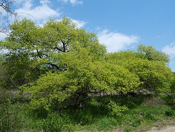 甲山森林公園とは 地理の人気 最新記事を集めました はてな 甲山森林公園とは 地理の人気 最新記事を集めました はてな