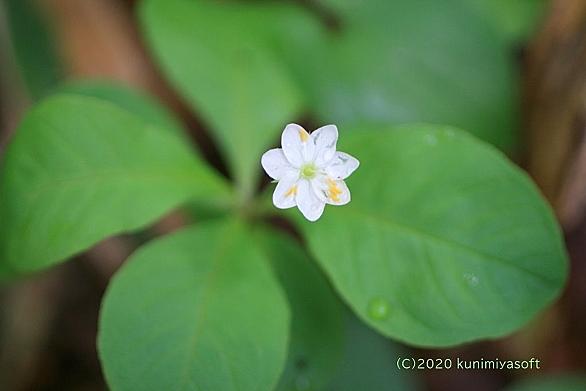 ツマトリソウとは 動植物の人気 最新記事を集めました はてな ツマトリソウとは 動植物の人気 最新記事を集めました はてな