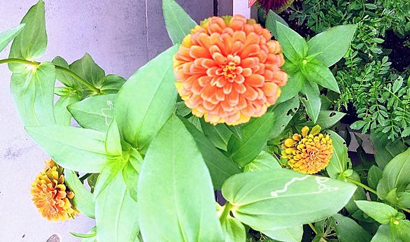 ペチュニアとは 動植物の人気 最新記事を集めました はてな ペチュニアとは 動植物の人気 最新記事を集めました はてな