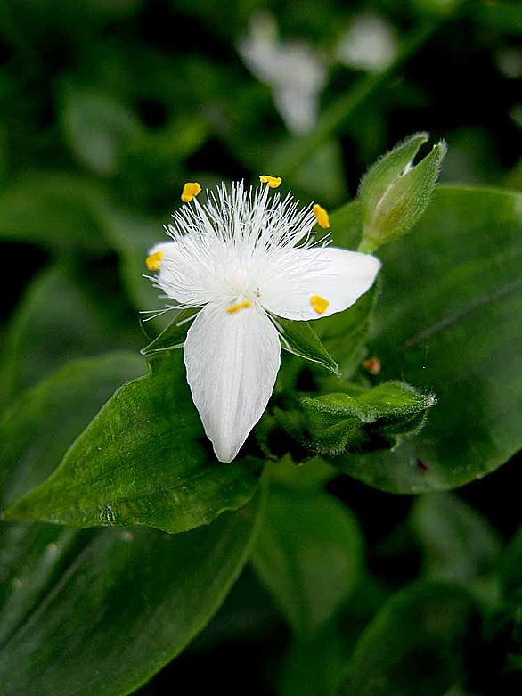 要注意外来生物とは 動植物の人気 最新記事を集めました はてな