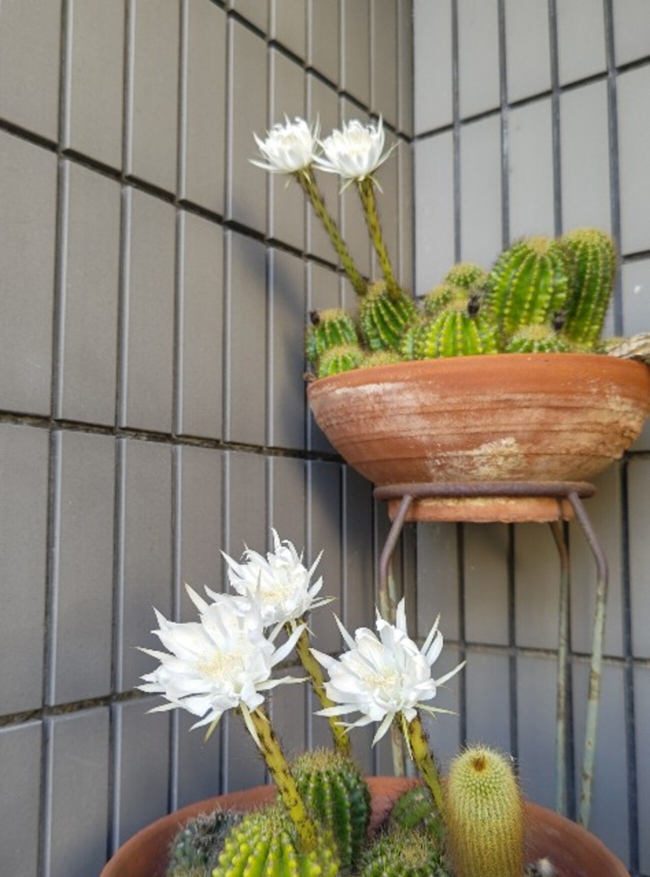 サボテンの花 - のみや牧場のかあこ日記