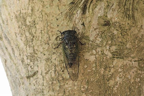 クマゼミとは 動植物の人気 最新記事を集めました はてな クマゼミとは 動植物の人気 最新記事を集めました はてな