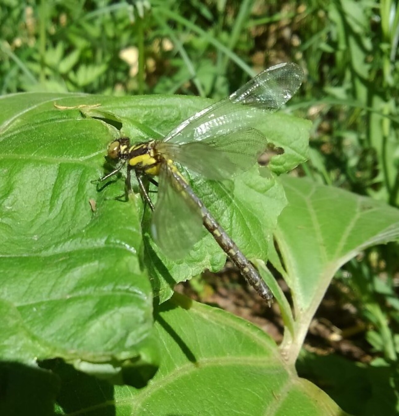 R5 6/25 生きた化石ムカシトンボ。盤渓市民の森。 - MonroeAkira's blog