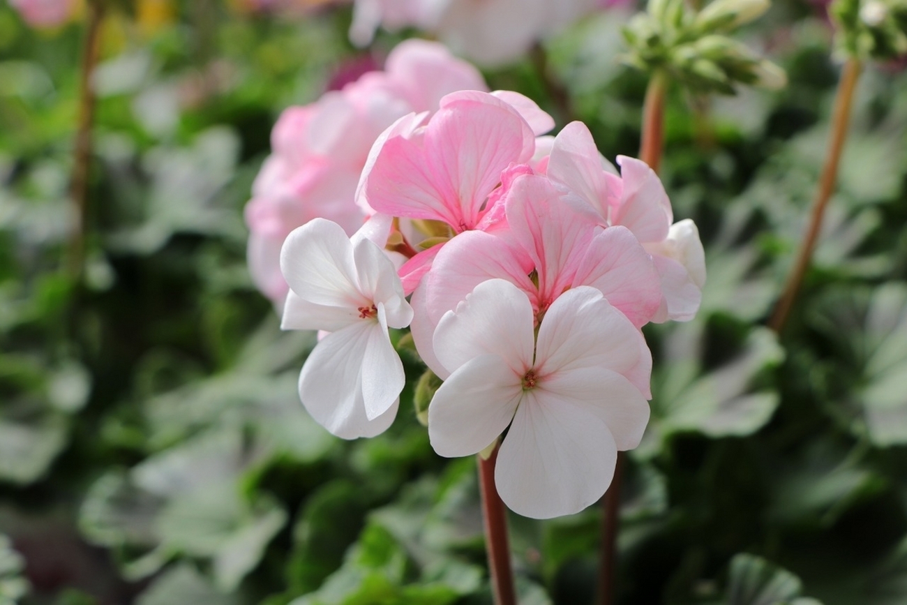 優しい花色が魅力のプリムラジュリアン！寄せ植えにもぴったり