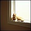 The Curious Cat's Serenade