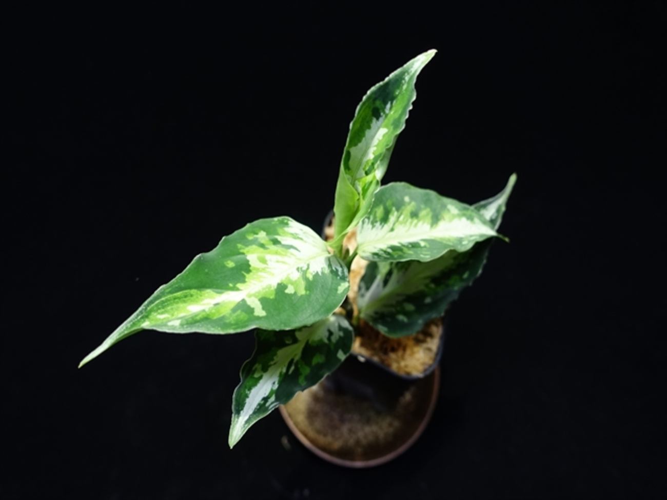 本日の籠。1月1日0時開始分。 - azulaquarium's diary