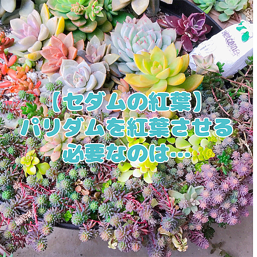 グランドカバーとは 動植物の人気 最新記事を集めました はてな グランドカバーとは 動植物の人気 最新記事を集めました はてな