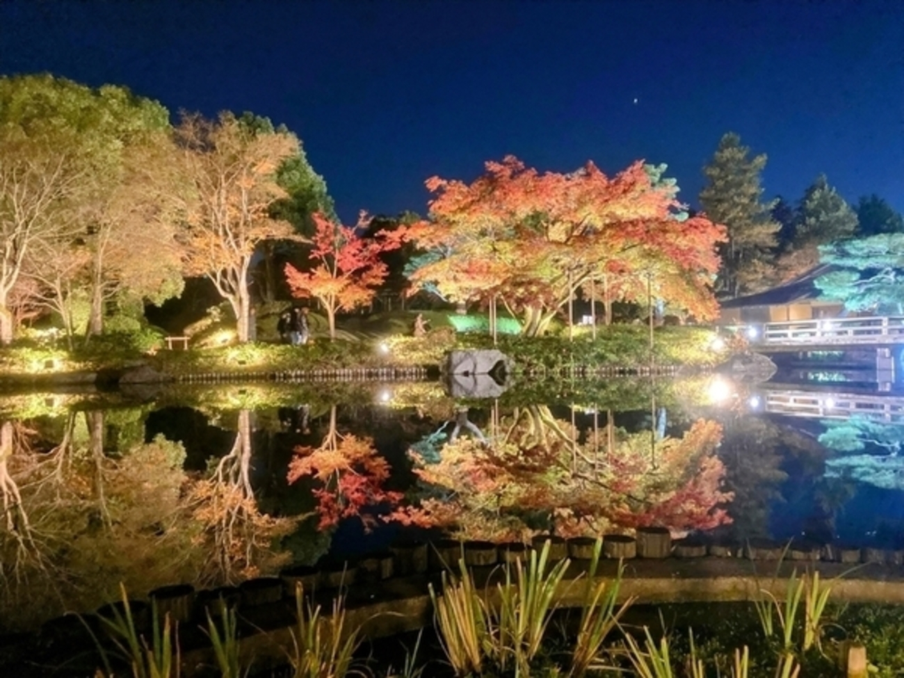 昭和記念公園の紅葉ライトアップに行ってきた話 - Yuulis.log