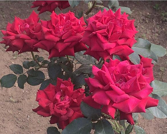 プリンセスミチコとは 動植物の人気 最新記事を集めました はてな