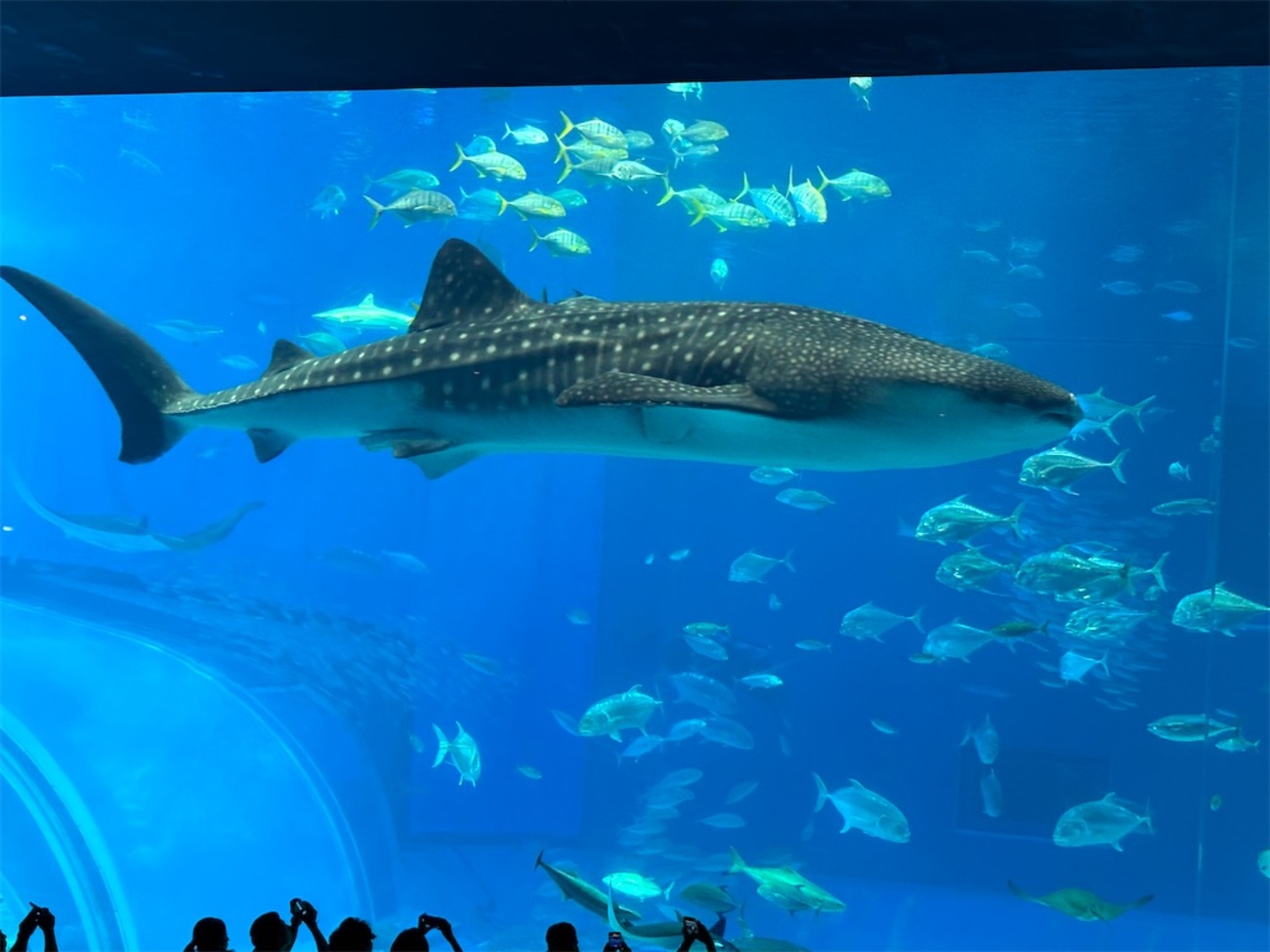 沖縄旅行18】🦈4日目。美ら海水族館でイルカショーとジンベイザメを見