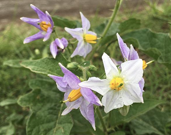 ワルナスビとは 動植物の人気 最新記事を集めました はてな