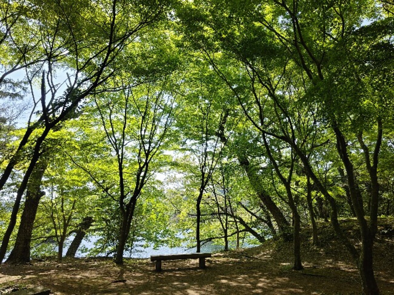 天城への往復 - のみや牧場のかあこ日記