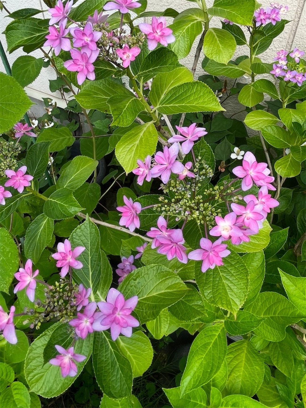 今朝は涼しい　風が気持ちいいもん - ゆっこの独り言
